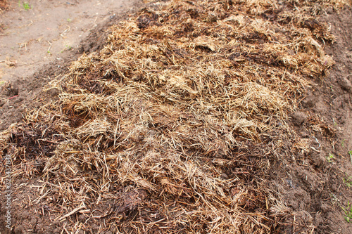 A pile of manure spread out on a garden bed. Close-up. Background.
