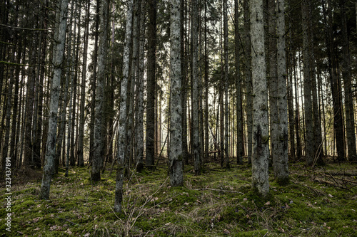 Fototapeta Naklejka Na Ścianę i Meble -  beautiful clean spruce tree evergreen forest park