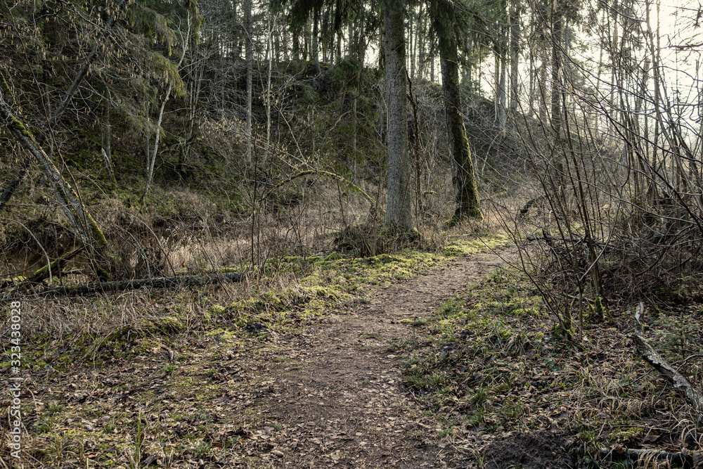 Obraz premium empty dirty gravel dirt road in forest