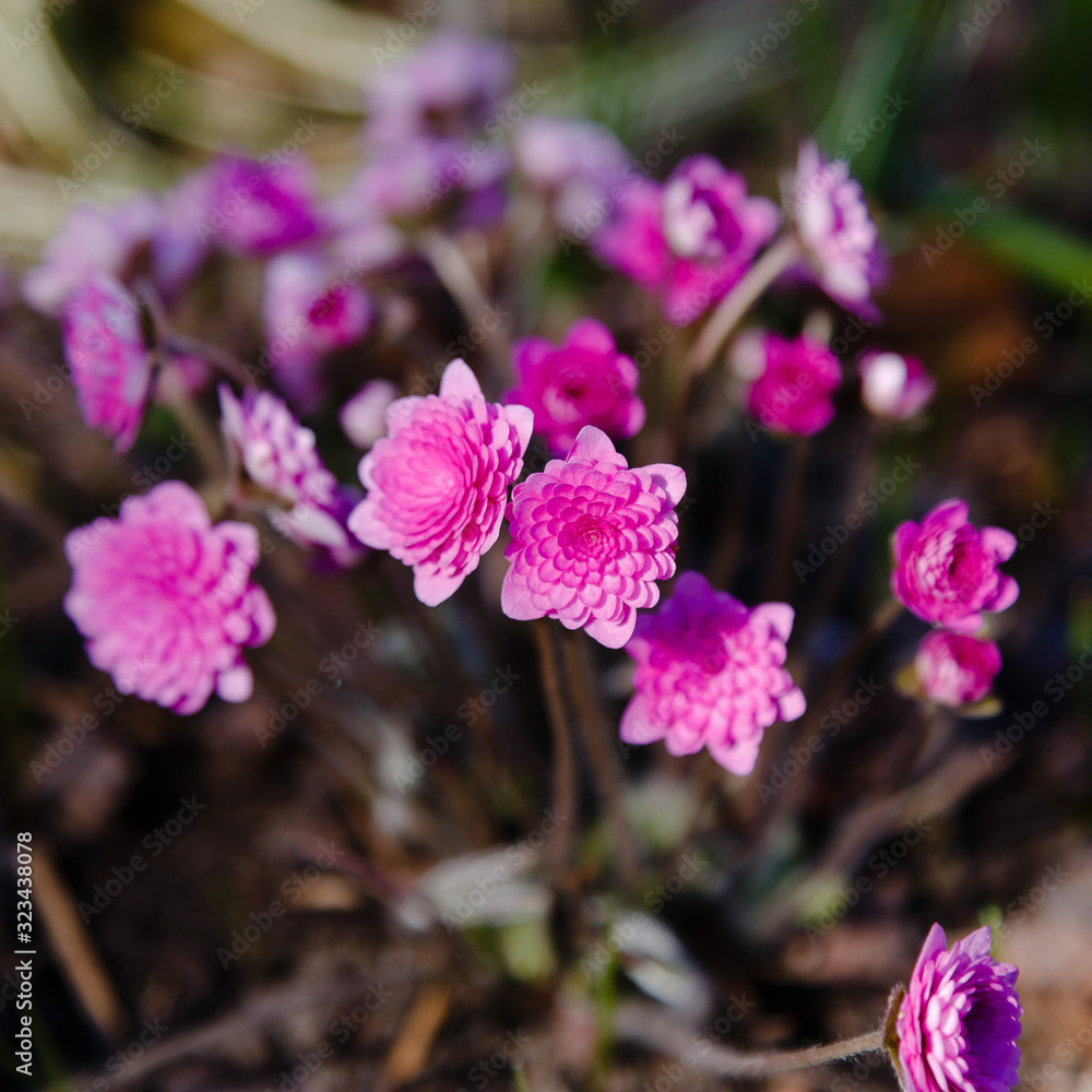 Pink Hepatica nobilis in spring garden. Hepatis rubra plena hort Pink Hepatica nobilis in spring garden. Hepatis rubra plena hort