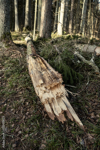 old dry tree trunk stomps laying in forest