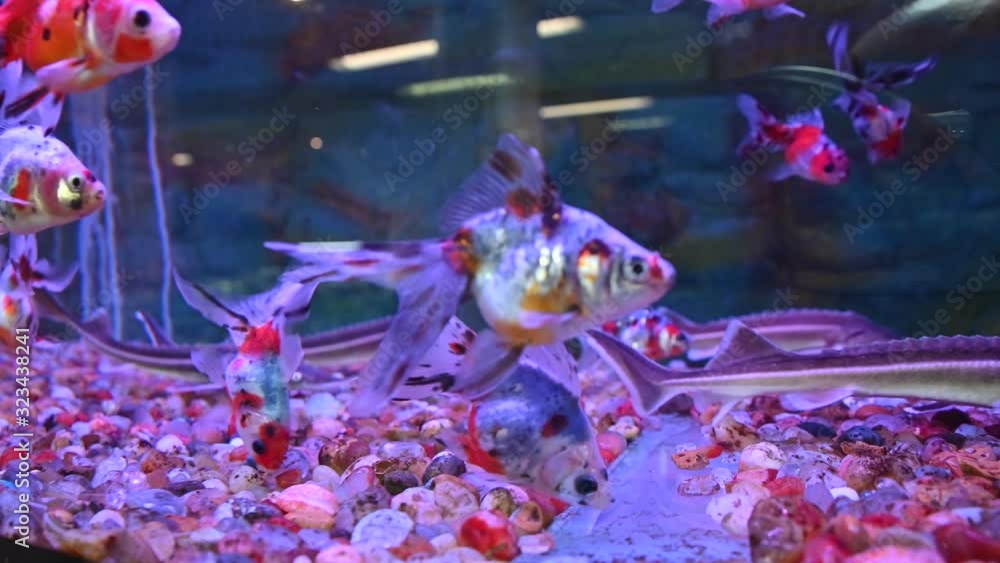 In a colorful aquarium you can see three small sturgeons prowling the