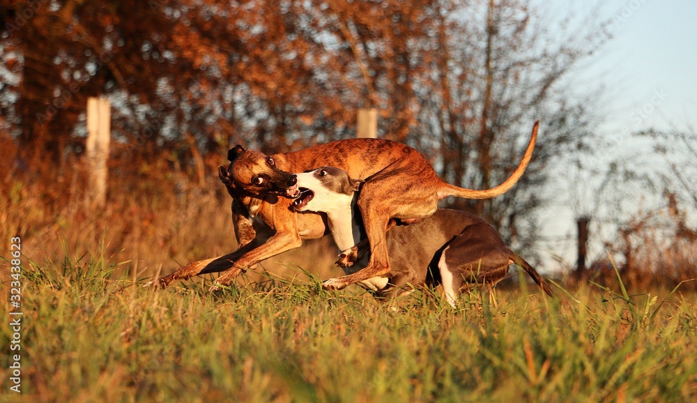 two funny playing and running whippet in the park
