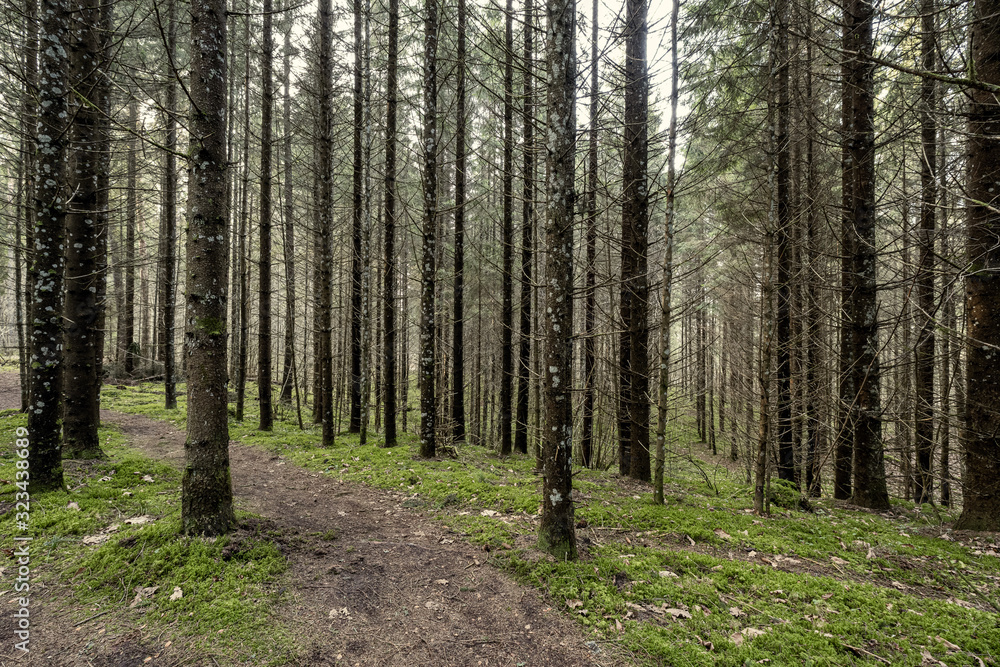 beautiful clean spruce tree evergreen forest park beautiful clean spruce tree evergreen forest park