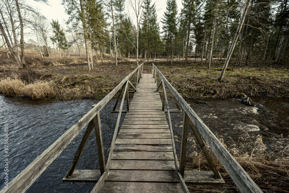bridge over the river in forest