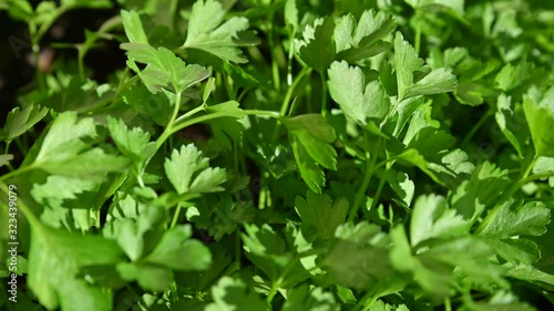 Wallpaper Mural In a pot full of tender parsley seedlings, a light breeze moves the bright green leaves. Close up shot. Torontodigital.ca