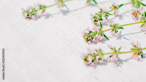 Floral background. Natural plant arrangement. Green sprigs with pink flowers on white.