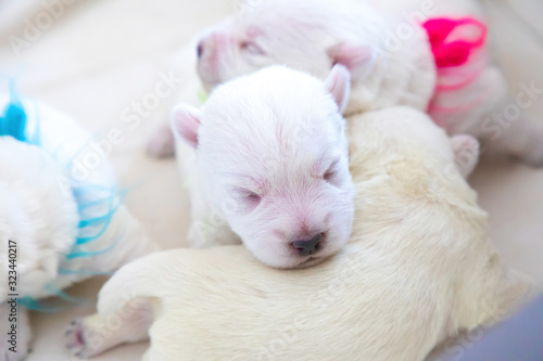 Newborn puppies bread West Highland White Terrier or Westie sleeping next to each other in their basket © dtatiana