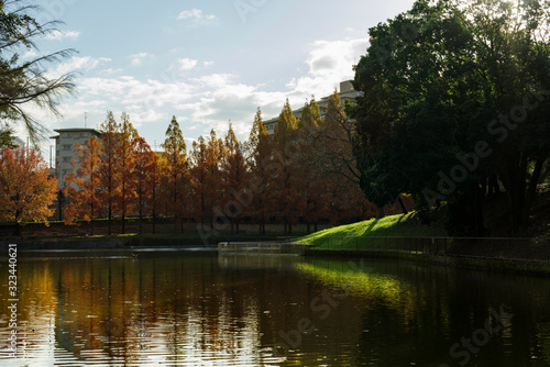 紅葉するメタセコイアと池のある公園の朝の風景 © satoru