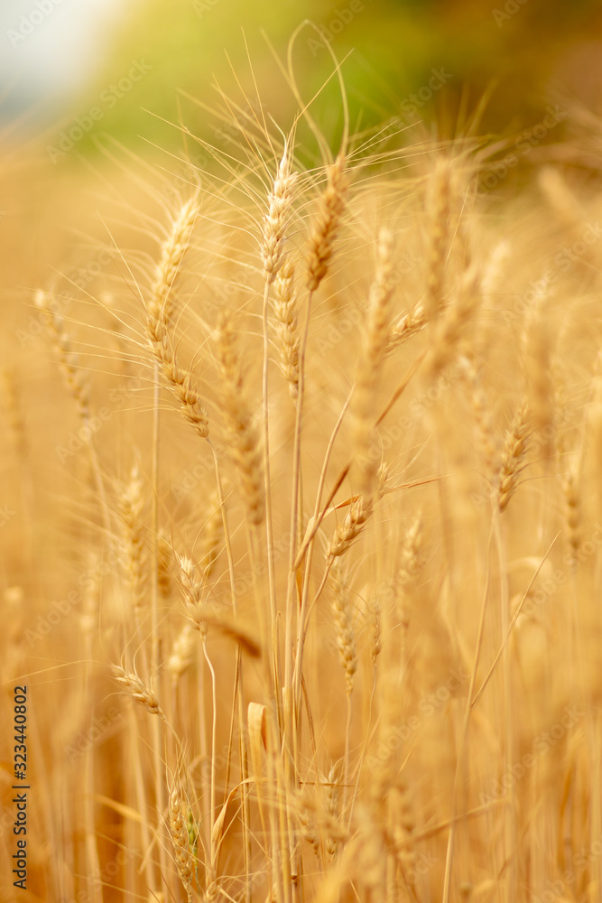 Wheat crop field. Ears of golden wheat close up. Ripening ears of wheat field background. Rich harvest Concept. Wheat crop field. Ears of golden wheat close up. Ripening ears of wheat field background. Rich harvest Concept.