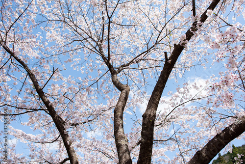 桜と幹