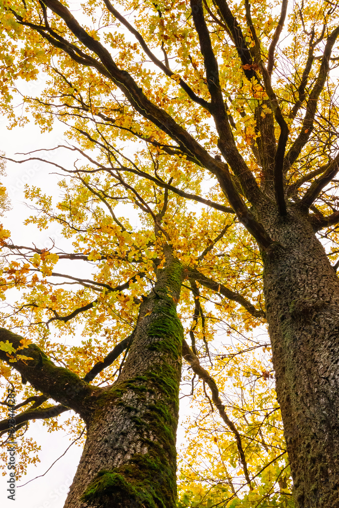 colorful autumn is in the park, all trees have gorgeous leaves and bottom-up view, focuses and sharpness on certain areas.