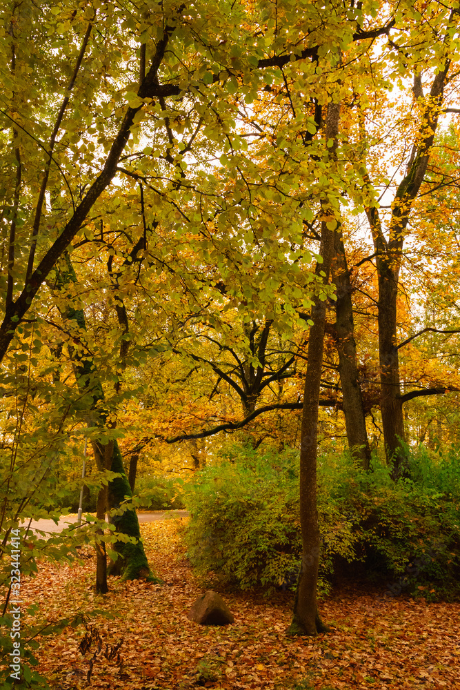 colorful autumn is in the park, all trees have gorgeous leaves and many fell to the ground, focuses and sharpness in certain areas.