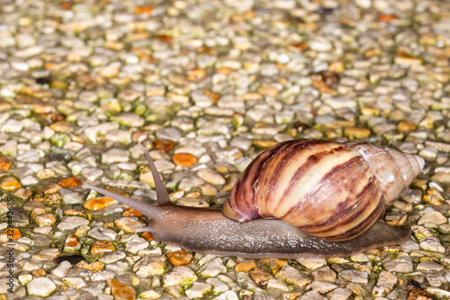 small Helicinan Snail of the Genus Drymaeus macro view photo