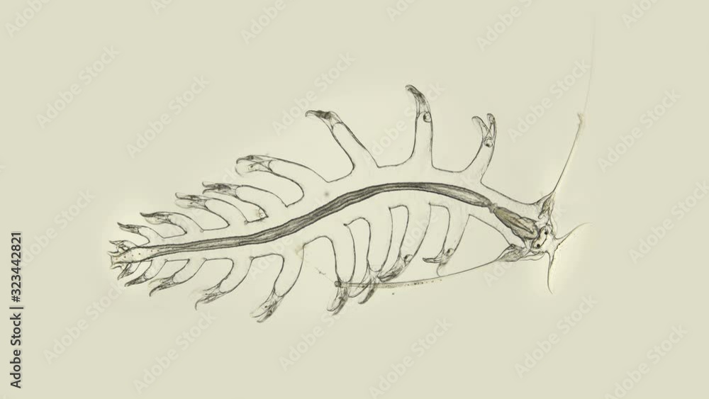 Stockvideon the worm Polychaeta, Genus Tomopteris under a microscope ...