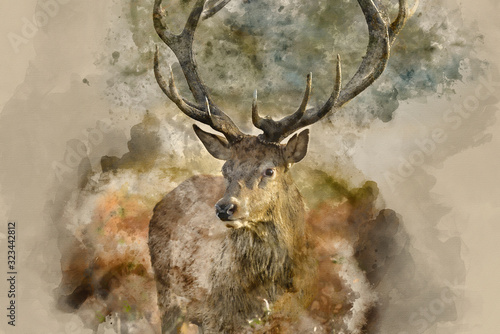 Canvas Digital watercolor painting of Beautiful red deer stag Cervus Elaphus with majes