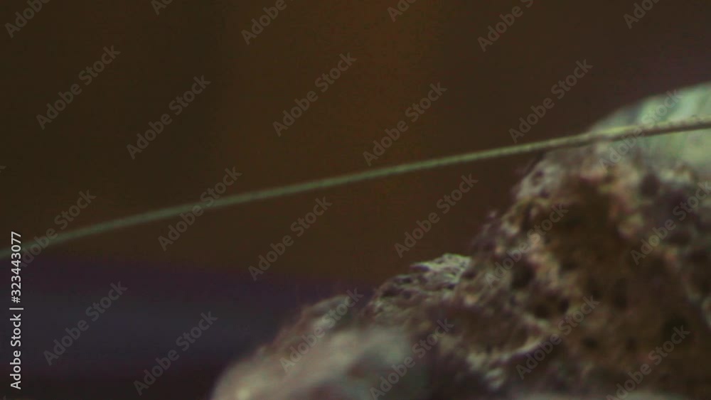 Close up shot: A lobster with long beard, it stay still under a rock stone, it looks scary and calm. Close up shot: A lobster with long beard, it stay still under a rock stone, it looks scary and calm.