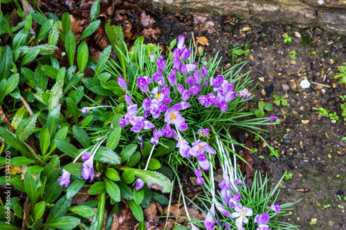 A patch of purple crocuses slightly bruised by rain with the rain drops still covering them