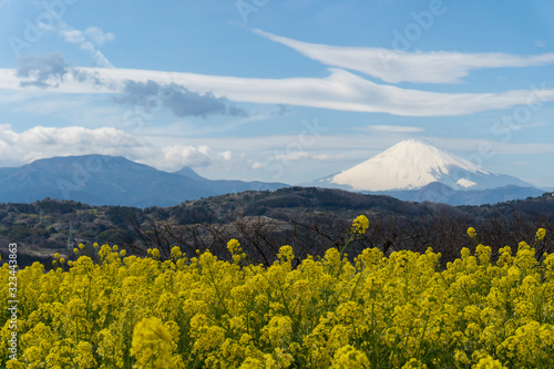ナノハナと富士山の春の景色／吾妻山公園