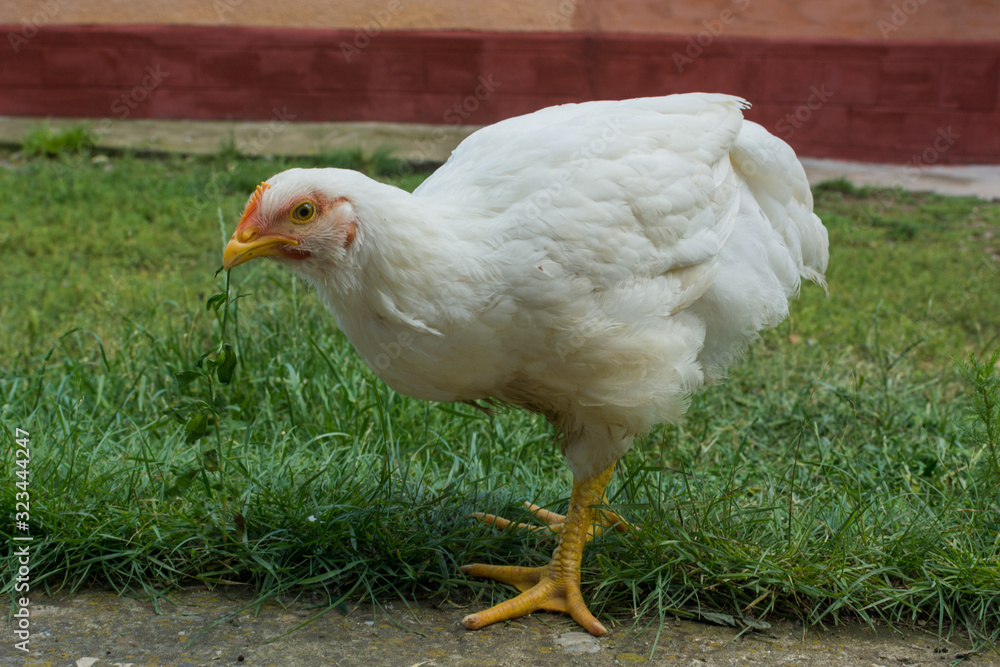 Fototapeta premium Ecological free chicken eating grass
