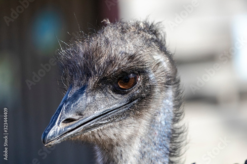 Émeu, Océanie au Zoo de Granby, Québec, Canada photo