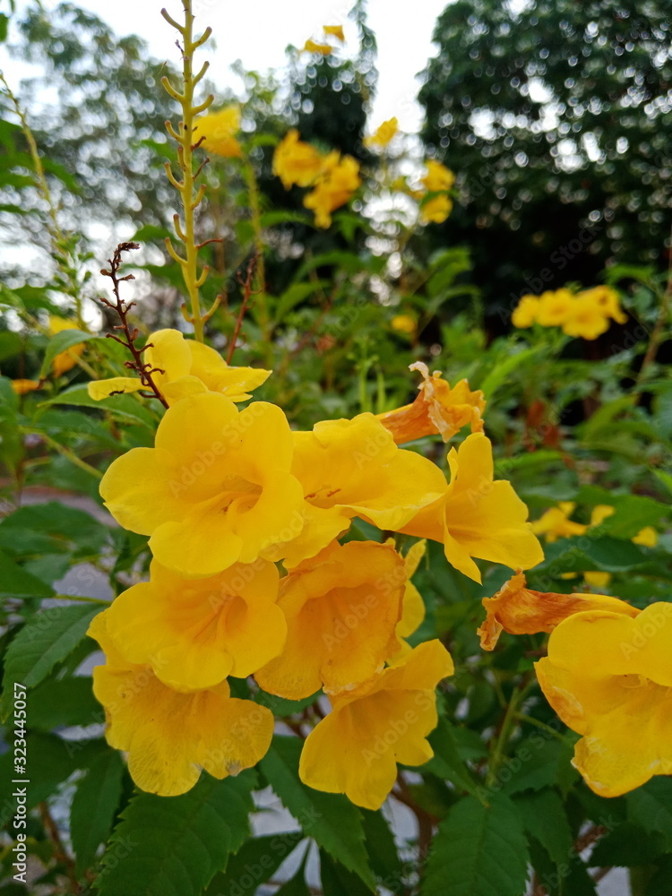 Bunch of yellow flowers in garden Bunch of yellow flowers in garden