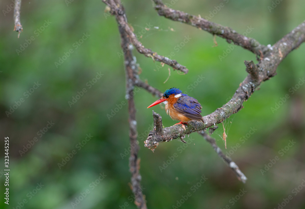 Bird of Prey,environment,bird,wildlife,Birdwatching,safari Animals,migratory,Ecosystem,Avian,birds,nature,Eagle,Raptor,wild,hunting,feathers,Feather,Migration,animal,grass,feather,beak,partridge,dove, Bird of Prey,environment,bird,wildlife,Birdwatching,safari Animals,migratory,Ecosystem,Avian,birds,nature,Eagle,Raptor,wild,hunting,feathers,Feather,Migration,animal,grass,feather,beak,partridge,dove,