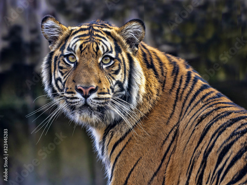 A female Tiger Sumatran  Panthera tigris sumatrae  closely observes the surroundings