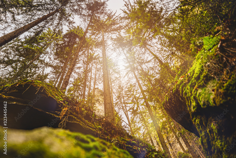 Naklejka premium Wald Wandern Sonne