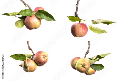 Apple tree branch with fruits isolate. Ripe apple on a branch close-up on an isolated white background.set
