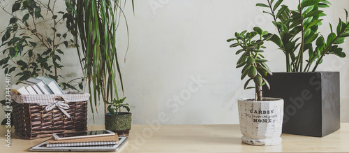 Workplace  home among plants in the home garden, the concept of freelance, work at home, a cozy place, slow life, mood background in scandy style photo