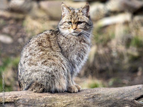 Photography European wild cat, Felis s