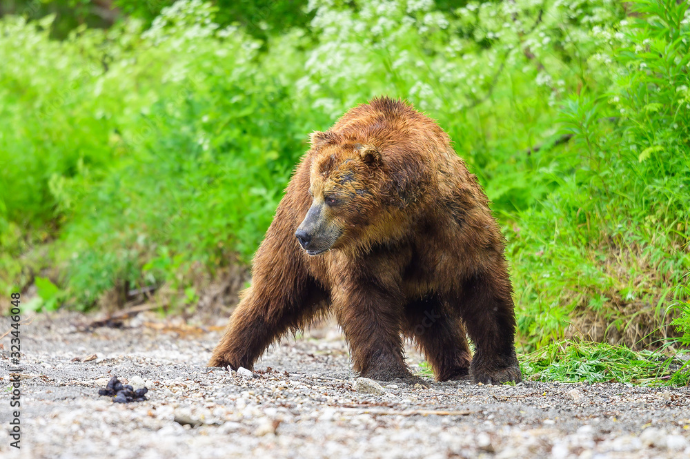 Ruling the landscape, brown bears of Kamchatka (Ursus arctos beringianus) Ruling the landscape, brown bears of Kamchatka (Ursus arctos beringianus)