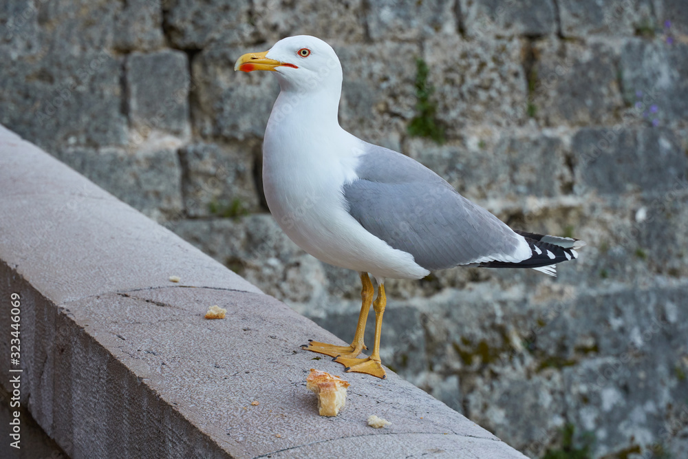 Seagull in Monaco