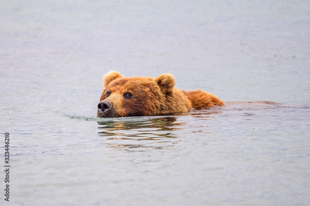 Ruling the landscape, brown bears of Kamchatka (Ursus arctos beringianus) Ruling the landscape, brown bears of Kamchatka (Ursus arctos beringianus)