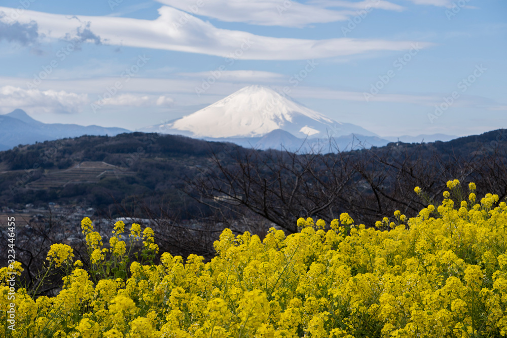 ぼかした富士山を背景にしたナノハナ／吾妻山公園