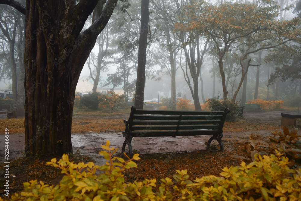 Bench in a park by a tree in autumn