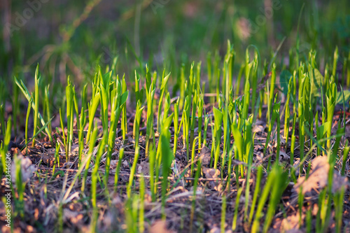 young spring sprouting lilies of the valley