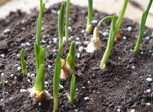 Green sprouts of garlic in the soil. Plant sprouted garlic in the garden. Useful greens,soil with organic fertilizers.