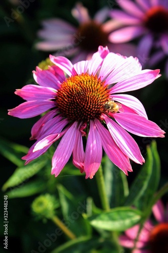 pink flower