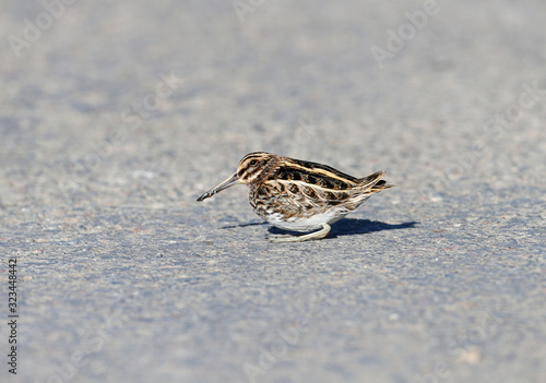 Φωτογραφία A rare photo of The jack snipe / jacksnipe (Lymnocryptes minimus) dancing on the