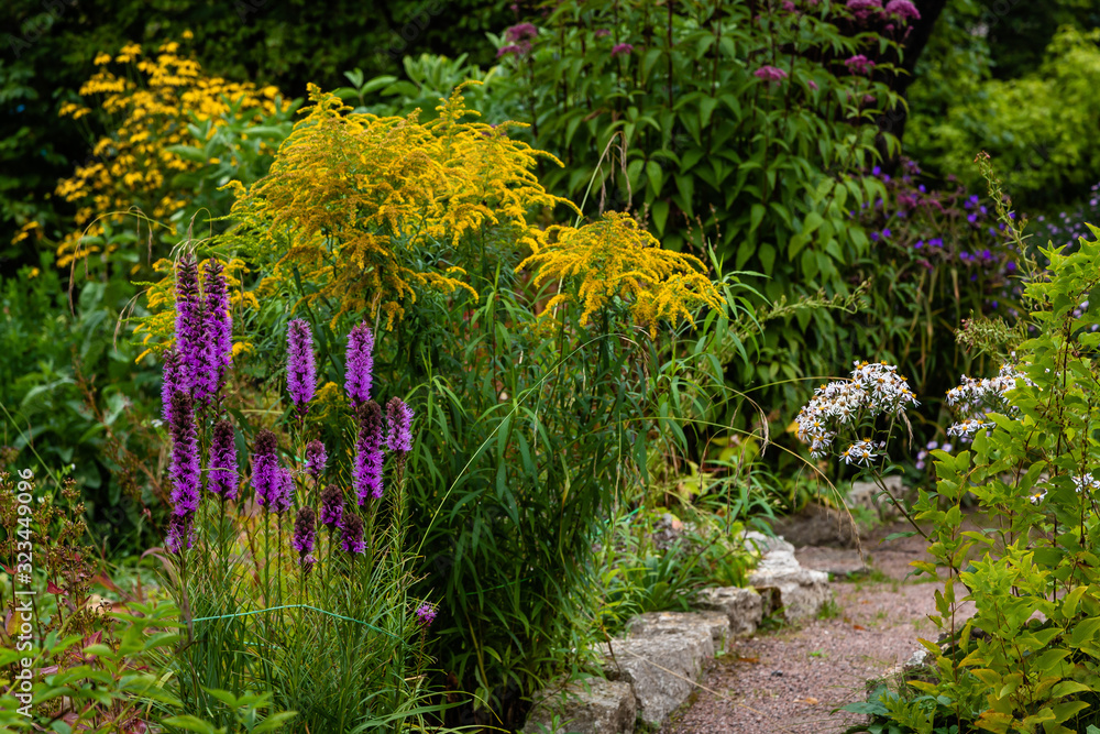 Obraz premium Flowers in the autumn garden. Perennials in the botanical garden in autumn.