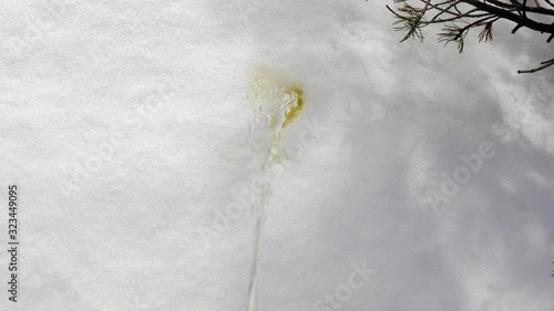 Pissing outdoors on snow, making white snow surface yellow. Don't eat yellow snow!