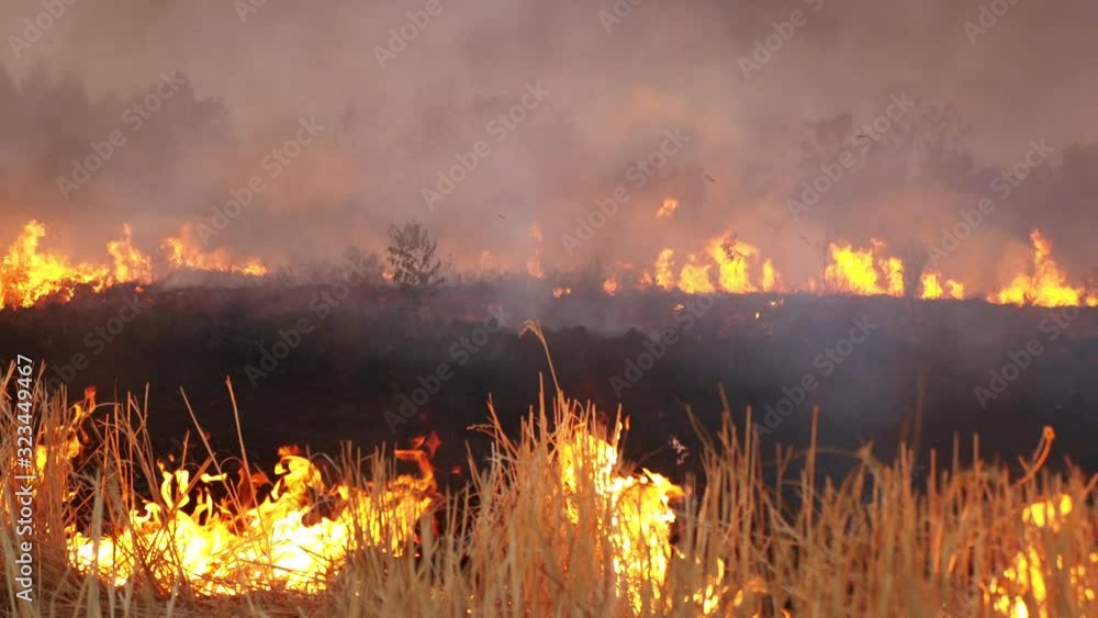 Burning grass of the field at night. Burning grass of the field at night.