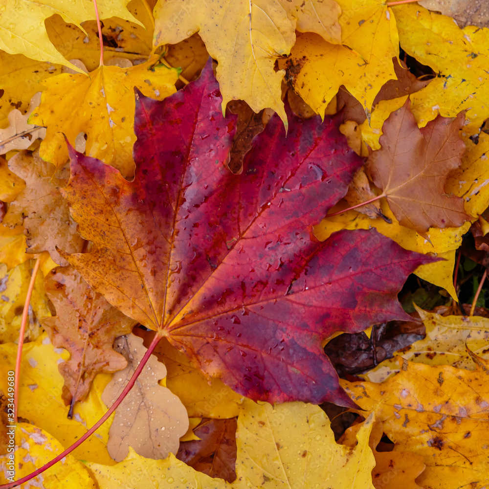 Autumn background with fallen leaves of yellow, red autumn leaves