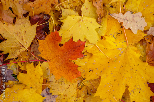 Autumn background with fallen leaves of yellow  red autumn leaves