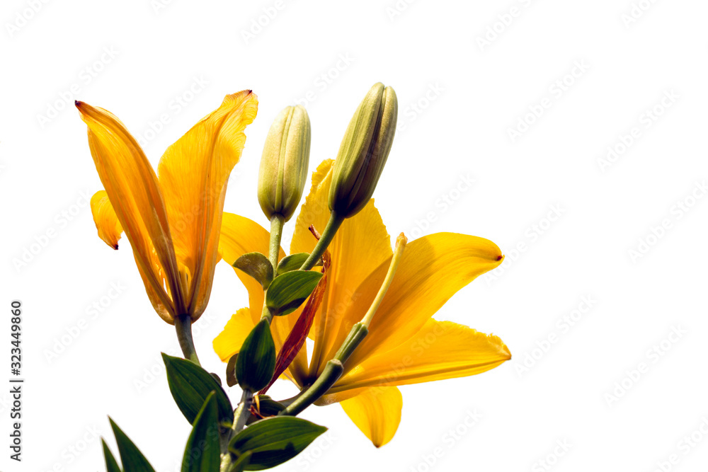 Obraz premium Bright yellow perennial lily flowers isolated on a white background.