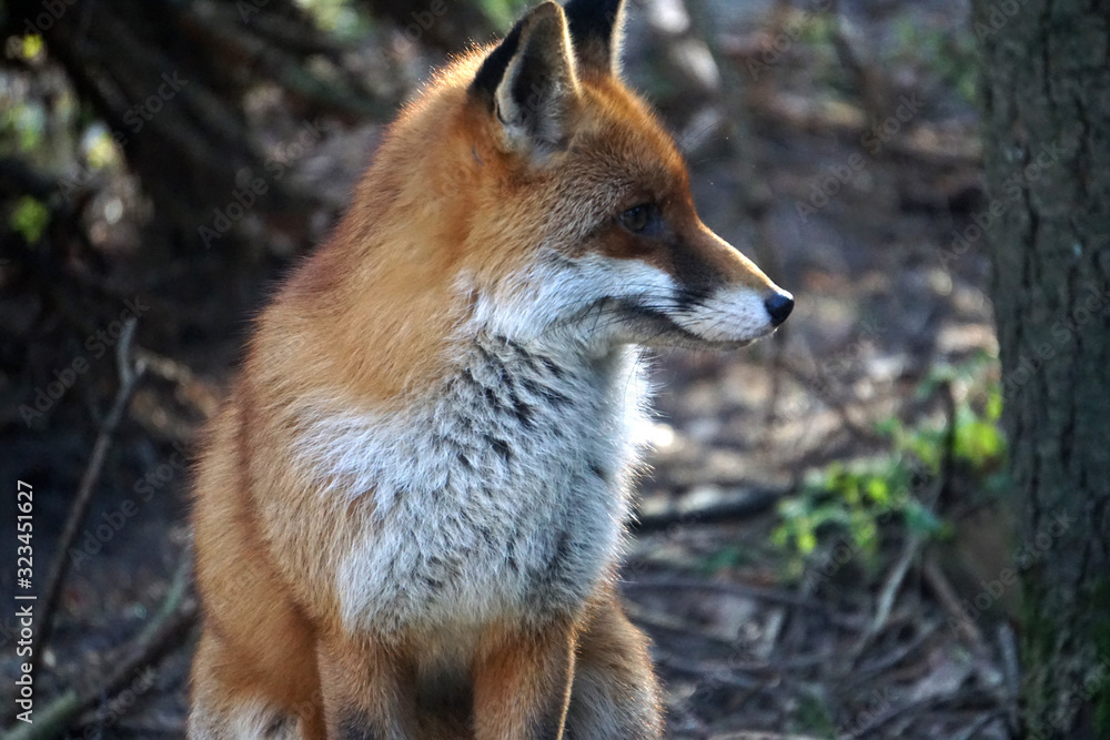 Aufmerksamer Blick Aufmerksamer Blick