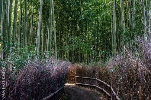 Arashiyama Bamboo forest is one of the most popular tourist destination of Kyoto, Japan