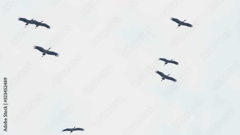 Flock of Asian Openbill birds in blue sky Flock of Asian Openbill birds in blue sky